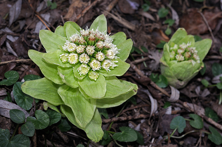 Petasites_japonicus_LP0349_18_Artington