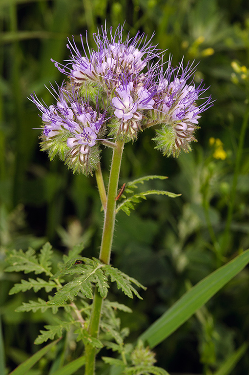 Phacelia_tanacetifolia_LP0589_29_Beddington