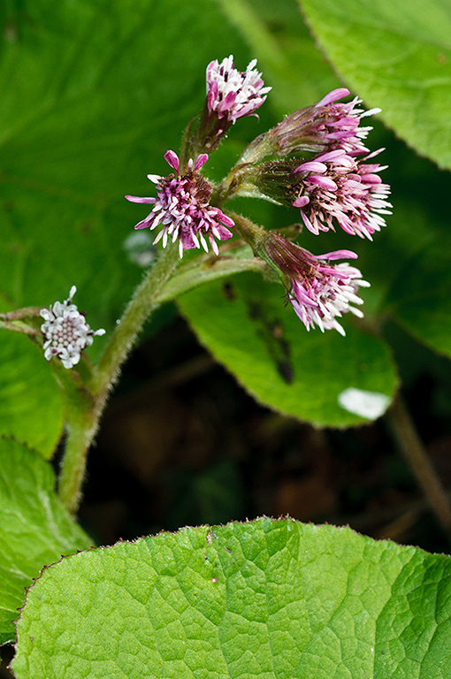 Petasites_pyrenaicus_LP0663_06_Riddlesdown