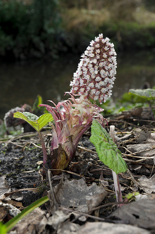 Petasites_hybridus_LP0503_04_Wandle