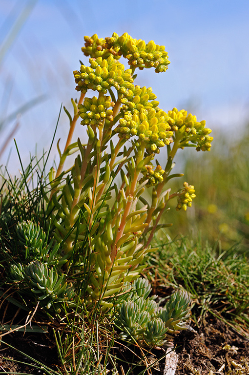 Petrosedum_forsterianum_LP0320_10_Portland