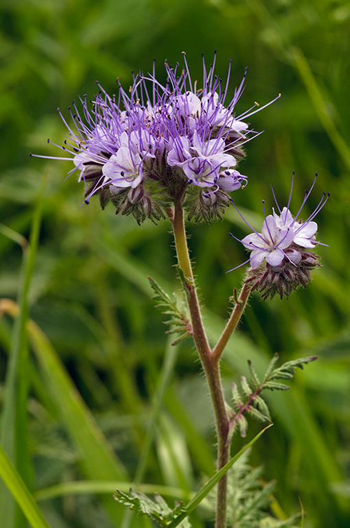 Phacelia_tanacetifolia_LP0589_24_Beddington