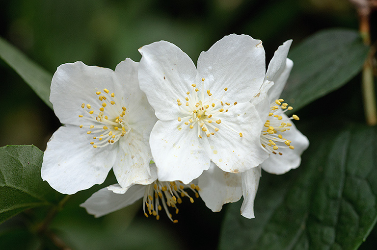 Philadelphus_LP0635_37_Coulsdon