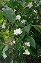 Philadelphus_LP0635_30_Coulsdon