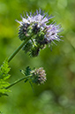 Phacelia_tanacetifolia_LP0238_48_Eden_Valley