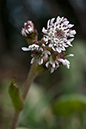 Petasites_pyrenaicus_LP0089_11_Riddlesdown