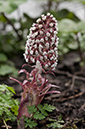 Petasites_hybridus_LP0559_02_Wandle