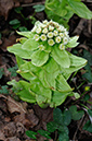 Petasites_japonicus_LP0349_04_Artington