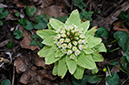 Petasites_japonicus_LP0349_09_Artington