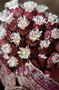 Petasites_hybridus_LP0607_20_Wandle