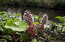 Petasites_hybridus_LP0559_09_Wandle