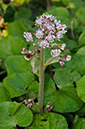 Petasites_pyrenaicus_LP0555_01_Banstead