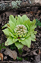 Petasites_japonicus_LP0348_11_Abinger