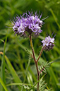 Phacelia_tanacetifolia_LP0589_24_Beddington