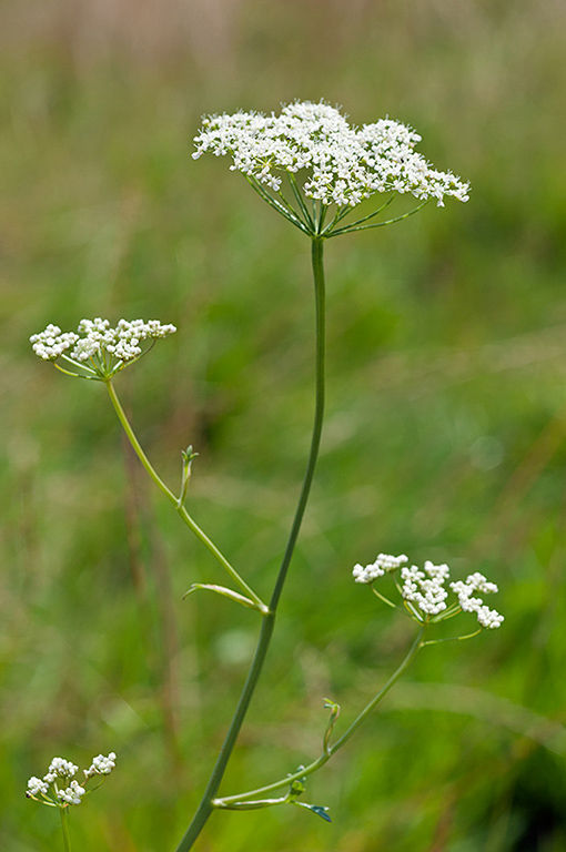 Pimpinella_saxifraga_LP0642_04_Outwood