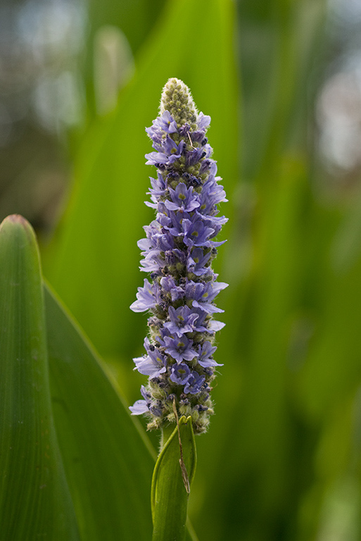 Pontederia_cordata_LP0032_02_Harewoods