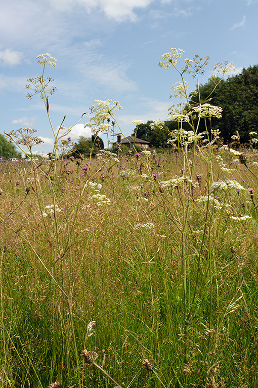 Pimpinella_saxifraga_LP0642_16_Outwood