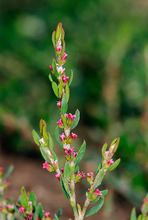 Polygonum_aviculare_LP0378_31_Dorking