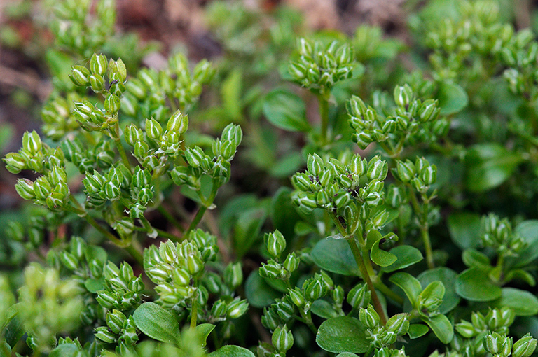 Polycarpon_tetraphyllum_LP0365_03_Seale