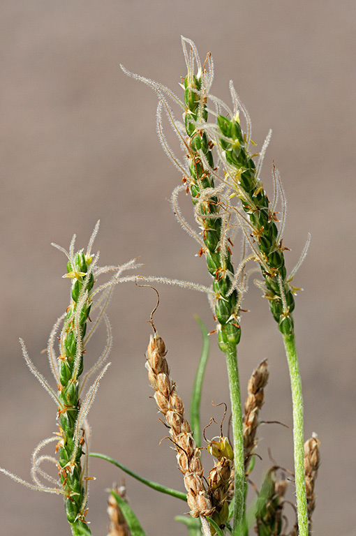 Plantago_coronopus_LP0382_29_Ham_Common