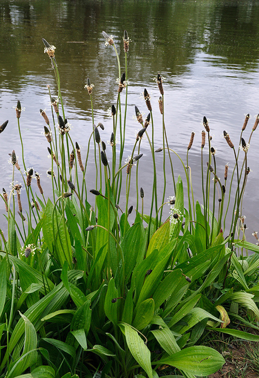 Plantago_lanceolata_LP0360_18_Hampton_Court