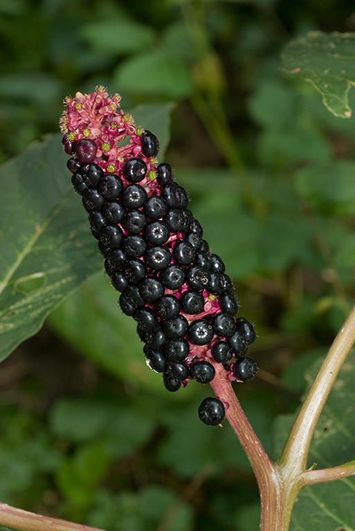 Phytolacca_LP0178_09_South_Croydon