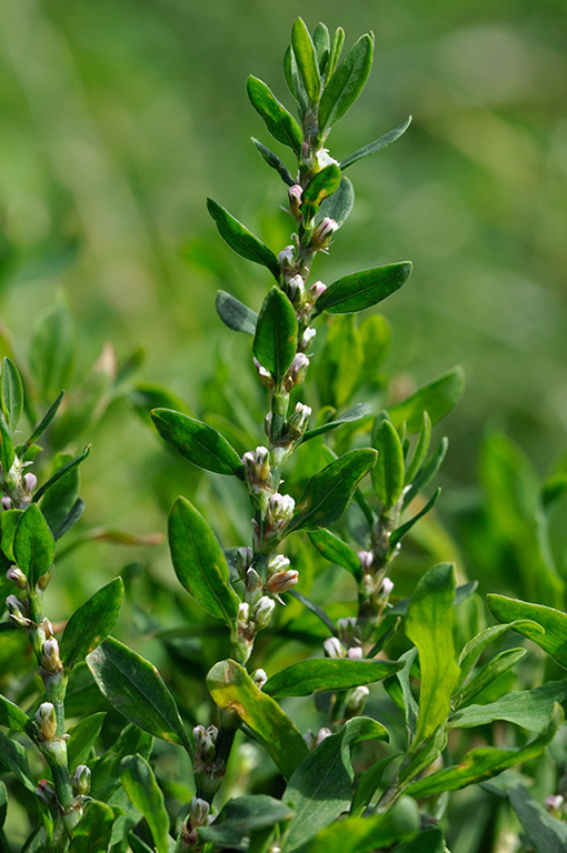 Polygonum_aviculare_LP0238_08_Eden_Valley