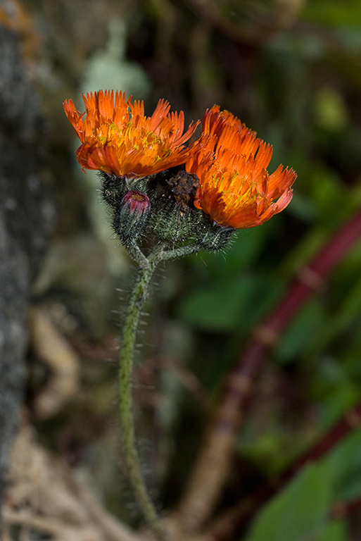 Pilosella_aurantiaca_LP0059_03_Loddiswell