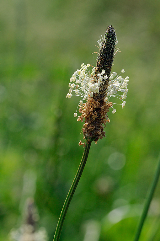 Plantago_lanceolata_LP0317_116_Hampton_Court