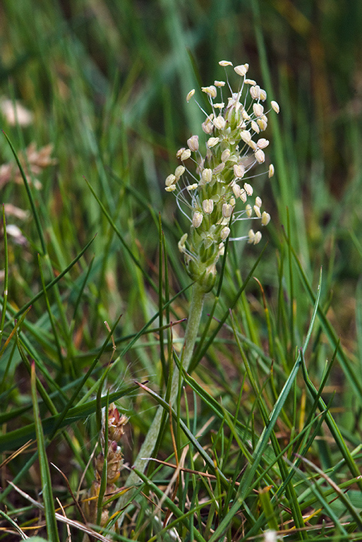 Plantago_coronopus_LP0127_08_Puttenham