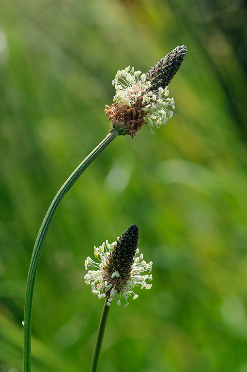 Plantago_lanceolata,_LP0317_114_Hampton_Court