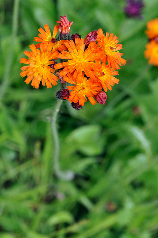 Pilosella_aurantiaca_LP0249_02_Limpsfield_Chart