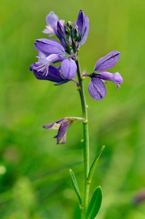 Polygala_vulgaris_LP0235_53_Betchworth_Quarry