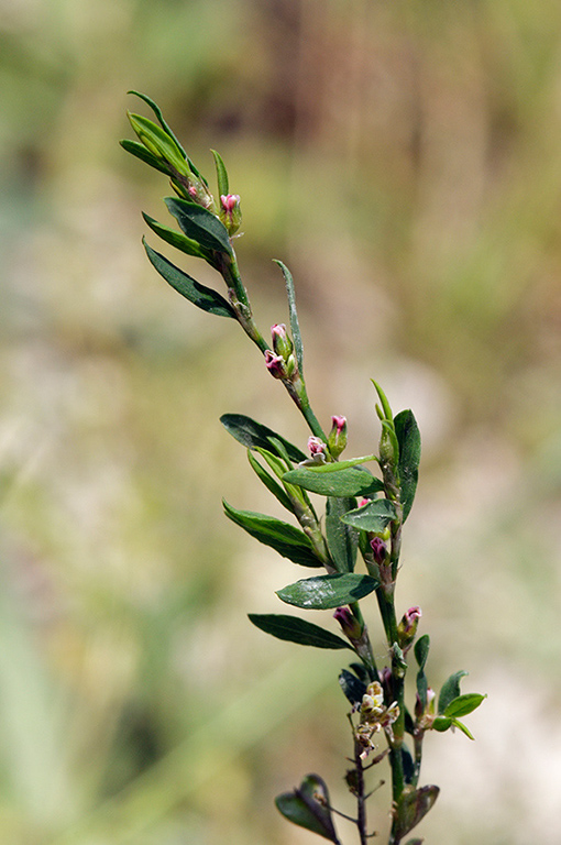 Polygonum_aviculare_LP0323_45_Ranscombe_Farm