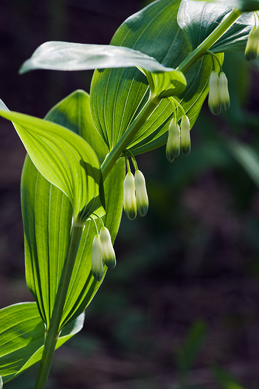 Polygonatum_xhybridum_LP0123_41_St_Martha