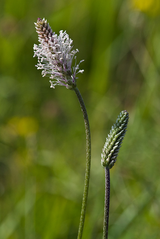 Plantago media_LP0146_38_Box_Hill