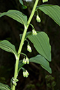 Polygonatum_multiflorum_LP0202_29_Thursley