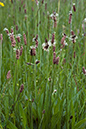 Plantago_lanceolata_LP0139_17_Coulsdon