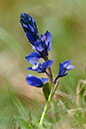 Polygala_LP0200_39_Buckland