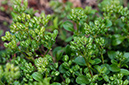 Polycarpon_tetraphyllum_LP0365_03_Seale