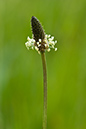 Plantago_lanceolata_LP0137_17_Riddlesdown