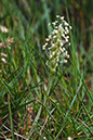 Plantago_coronopus_LP0127_08_Puttenham