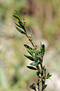 Polygonum_aviculare_LP0323_45_Ranscombe_Farm