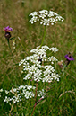 Pimpinella_saxifraga_LP0642_09_Outwood