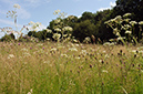 Pimpinella_saxifraga_LP0642_12_Outwood