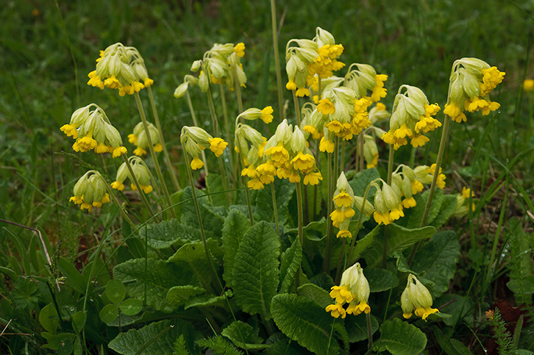 Primula_veris_LP0442_04_Howell_Hill