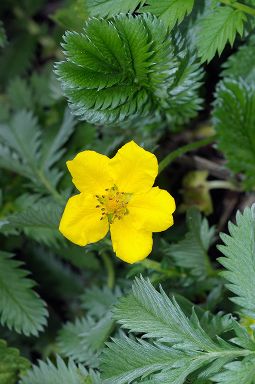 Potentilla_anserina_LP0332_158_Hampton_Court