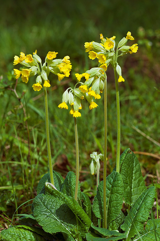 Primula_veris_LP0566_07_Howell_Hill