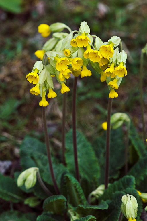 Primula_veris_LP0200_19_Buckland