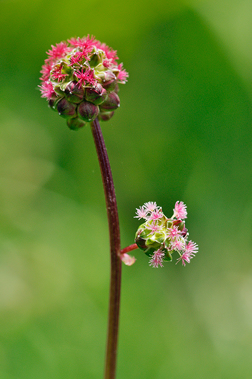 Poterium_sanguisorba_LP0405_19_Chaldon